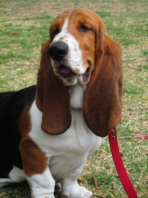 basset-hound