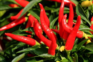 cayenne pepper