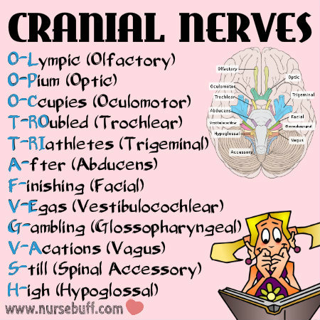 cranial-nerves-nursing-mnemonics