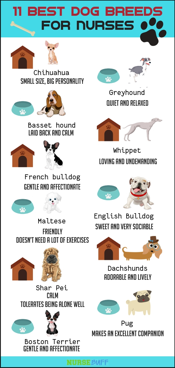 dogs for nurses infographic