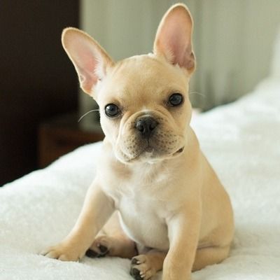 French bulldog