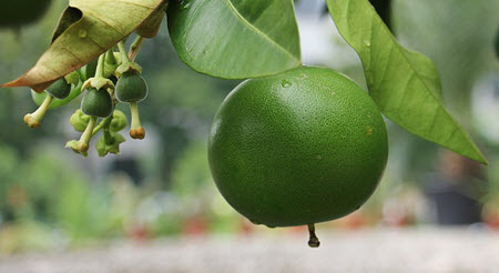 grapefruit interactions