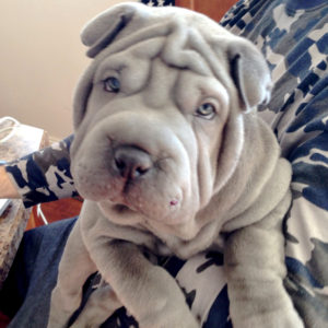 Shar Pei